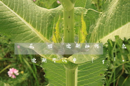 花唄借唄逾期如何談減免-支付寶借唄花唄逾期可以申請(qǐng)減免嗎