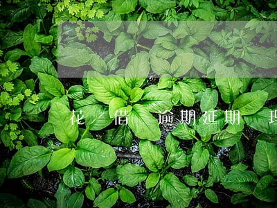 花唄借唄逾期延期辦理需要多久-