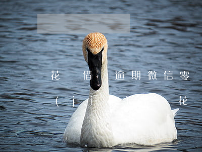 花唄借唄逾期微信零錢會(huì)被凍結(jié)嗎-花唄借唄逾期微信零錢會(huì)被凍結(jié)嗎怎么解凍