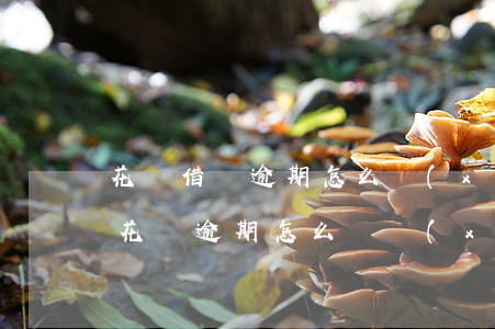 花唄借唄逾期怎么協(xié)商還款(借唄花唄逾期怎么樣協(xié)商)