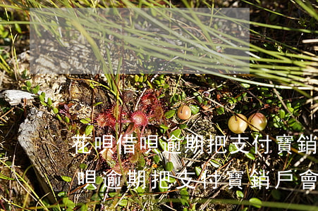 花唄借唄逾期把支付寶銷戶會怎樣-花唄借唄逾期把支付寶銷戶會怎樣處理