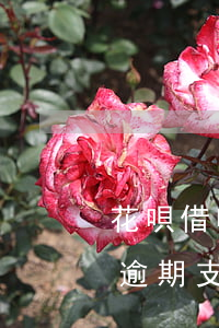 花唄借唄逾期支付寶還可以支付嗎(花唄借唄逾期支付寶還可以支付嗎)