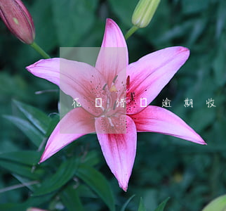 花唄借唄逾期收費真狠