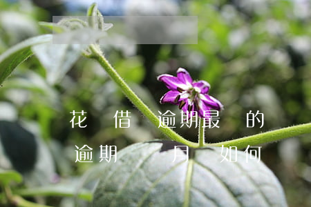 花唄借唄逾期最長的時間(支付寶花唄和借唄逾期幾個月會如何?)