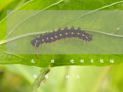 花唄借唄逾期有被起訴的么(花唄借唄逾期有被起訴的么)