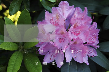 花唄借唄逾期本地打電話來說上門-花唄借唄逾期本地打電話來說上門是真的嗎