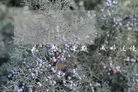花唄借唄逾期構成非法侵占財產(chǎn)-