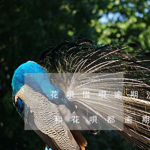 花唄借唄逾期沒(méi)有還怎么辦(借唄和花唄都逾期了沒(méi)錢(qián)還,怎么辦)