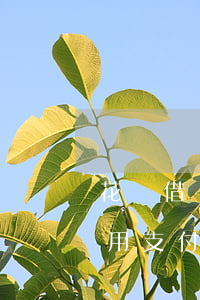 花唄借唄逾期用支付寶付款-花唄借唄逾期用支付寶付款有影響嗎