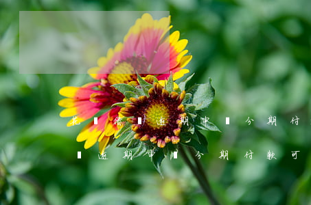 花唄借唄逾期申請分期付款可以嗎-花唄借唄逾期申請分期付款可以嗎安全嗎