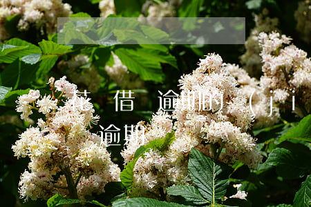 花唄借唄逾期的結(jié)果 螞蟻借唄花唄逾期