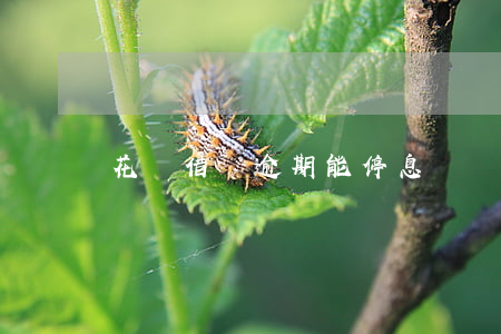 花唄借唄逾期能停息掛賬嗎(借唄可以停息掛賬嗎?)
