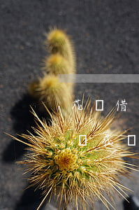 花唄借唄逾期能協(xié)商還款嗎 支付寶花唄借唄逾期了可以協(xié)商還款嗎