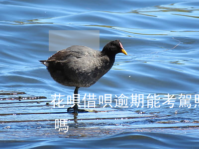 花唄借唄逾期能考駕照嗎(貸款逾期能考駕照嗎)
