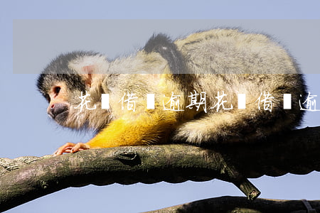 花唄借唄 逾期(花唄借唄 逾期)
