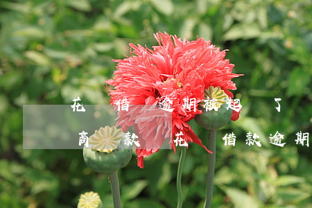 花唄借唄逾期被起訴了,還可以協(xié)商還款嗎（花唄借款逾期后能協(xié)商還款嗎）