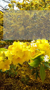 花唄借唄逾期被起訴案例(螞蟻借唄花唄逾期說要起訴)