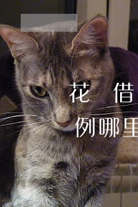 花唄借唄逾期被起訴的案例(借唄逾期起訴案例哪里有)