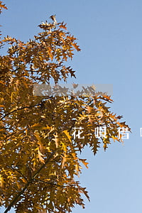 花唄借唄逾期要立案起訴