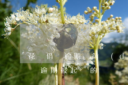花唄借唄逾期訴前調(diào)查(借唄,花唄逾期被起訴的過來說說,法院怎樣判)