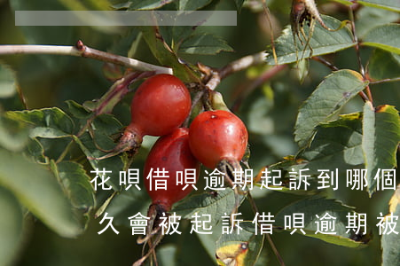 花唄借唄逾期起訴到哪個法院-花唄逾期多久會被起訴?借唄逾期被起訴怎么辦