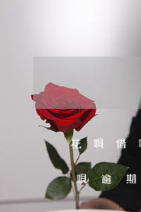 花唄借唄逾期還上后多久才能使用-花唄借唄逾期還上后多久才能使用額度