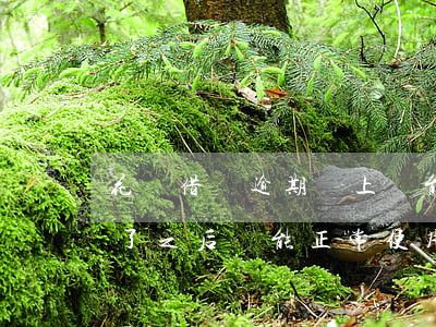 花唄借唄逾期還上還能用嗎(花唄借唄逾期還了之后還能正常使用嗎)