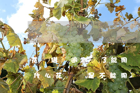 花唄借唄逾期還了能用嗎(借唄逾期還完了為什么花唄還是不能用)