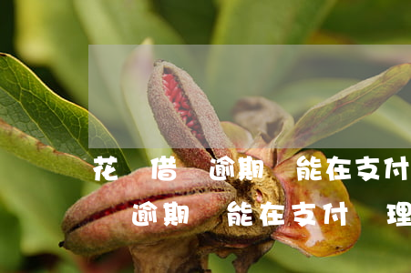 花唄借唄逾期還能在支付寶理財嗎-花唄借唄逾期還能在支付寶理財嗎安全嗎