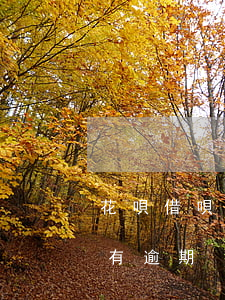 花唄借唄逾期釘釘會(huì)提示么(借唄有逾期)
