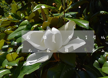 花唄借唄還不上了可以協(xié)商還款么-花唄借唄還不上可以協(xié)商嗎