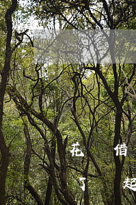 花唄借唄都逾期多久了(花唄借唄都逾期多久了會起訴)