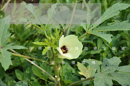 花唄借唄金條白條全部逾期,還不起了（白條逾期了能用借唄嗎）