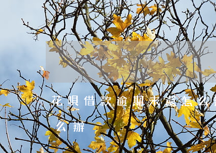 花唄借款逾期未還怎么辦(花唄到期沒還款怎么辦)