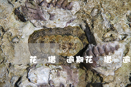 花唄借貸逾期(花唄借貸逾期)