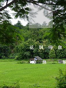 花唄停息掛賬申請(qǐng)條件-借唄停息掛賬申請(qǐng)條件