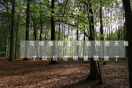 花唄備用金可逾期幾天(備用金逾期十幾天還了以后花唄被關掉了)