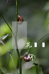 花唄備用金幾天算逾期(花唄備用金幾天算逾期)