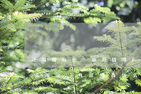 花唄備用金沒逾期被關(guān)閉(花唄備用金沒有逾期,為什么突然沒有了)