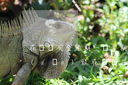 花唄備用金逾期一個星期(備用金逾期七天導(dǎo)致花唄無法正常使用)