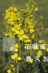 花唄備用金逾期多久影響(花唄備用金逾期了幾天怎么不能用花唄了)