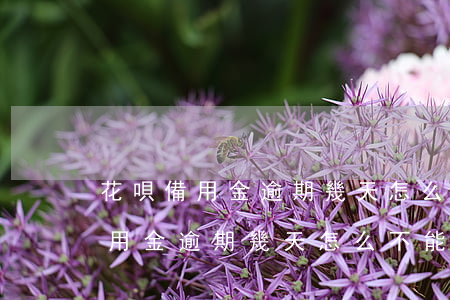 花唄備用金逾期幾天怎么不能用了-花唄備用金逾期幾天怎么不能用了呢