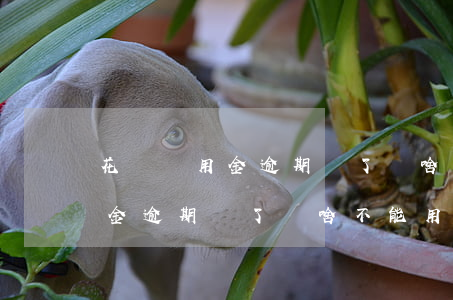 花唄備用金逾期還了為啥不能用-花唄備用金逾期還了為啥不能用了