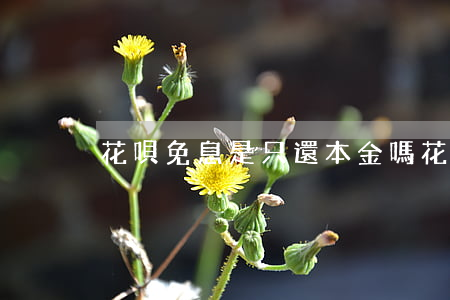 花唄免息是只還本金嗎(花唄免息還有利息嗎)