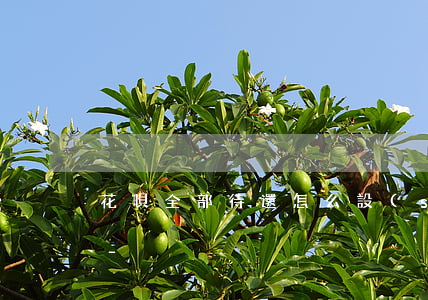 花唄全部待還怎么設(shè)置金額還款-