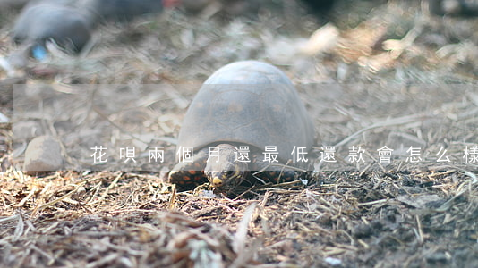 花唄兩個月還最低還款會怎么樣-