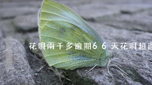 花唄兩千多逾期66天(花唄超過60天沒還)