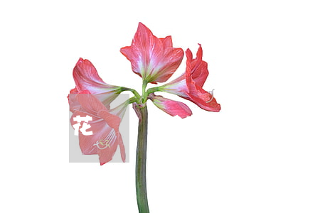 花唄兩萬逾期了