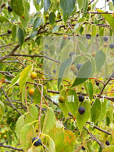 花唄八千逾期了三個(gè)月(花唄逾期三個(gè)多月會(huì)被起訴嗎 兩千多)