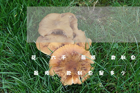 花唄六千還最低還款利息怎么算-花唄六千最低還款利息是多少